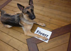 take incredible pictures of my dog holding your message, website, logo, fan sign or whatever you like