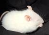 make you a personalized HD video, of my pet rat Banshee