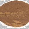 hazeltree
