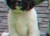 convert 15 regular 2D images into 3D anaglyph red cyan image only small1
