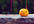 happily accept a tip for the sake of tangerines around the world