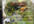 send you two of my childrens songs each in a separate mp3 file