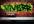 make a graffiti of your text on any wall or texture