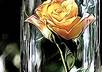 Fiverrrose
