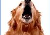 post your website link on my FB page of over 1000 Pet Owners