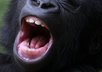 Image-8-for-big-mouth-strikes-again-andy-murray-massive-mouth-gallery-49133363
