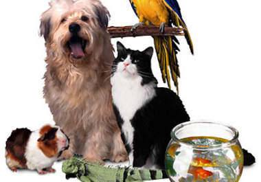 send Distant Healing Reiki to your pet big1