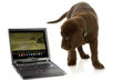 tweet about your business or site on both of my Twitter accounts