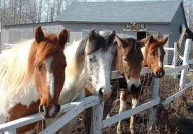 write short stories about owning horses big1