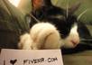 advertise your website or anything with my cute cat in 5 different high quality photos