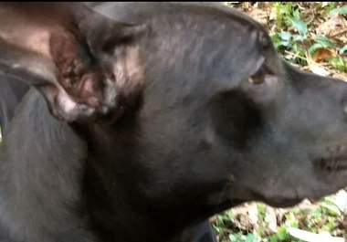 have my tracking dog find your message on HD Video big1