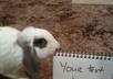 take a photo of my rabbit with your message