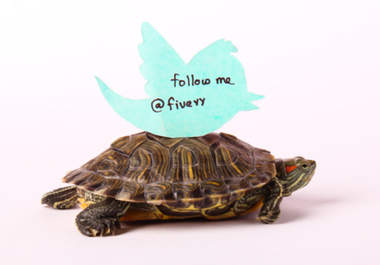 take a HD Picture and Video of my Turtle carrying your message big1