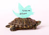 take a HD Picture and Video of my Turtle carrying your message