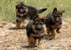 German_shepherd_puppies