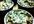 help you veganize a recipe