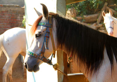 arrange Kajal the dancing HORSE to dance on drum beats with your logo decorated on her big1