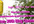 submit your site throught 70000++ blog comments to hold SEO and add backlinks