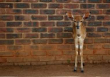 send a Postcard from South Africa to anywhere in the world big1