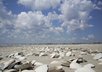 send You Sea Shells From the New Jersey Shore