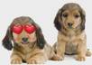 , with Max and Bella, my 2 animated cartoon puppies, record your commercial or personal message on video small1