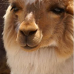 fuzzyllamas