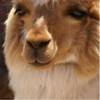 fuzzyllamas
