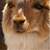fuzzyllamas