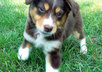give you 33 Hypoallergenic Dogs PLR Articles