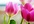 give you a Professional Love Attraction Spell
