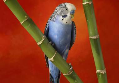 send 60 high quality animals wall paper big1