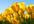 convert youtube into mp4