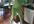 dance in a green man suit for 30 seconds to a song of your choice