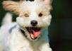 show you the fun Happy puppy to remove the emotion of  ickky memories small1