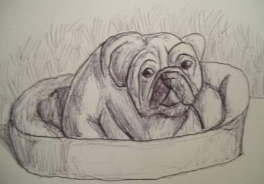 sketch a pic of your pet big1