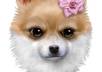 record your commercial, or personal, message on video, with Blanche, my animated cartoon dog, small1