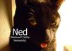 creatively name your pet