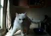 take a photo of my superfluffy cat with any message or image you want small1