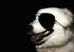 let my dog Ozzy draw you a picture, hold a sign, or promote your business small1