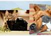 create a short and crisp video promoting your brand small1