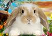 record your commercial, or personal, message on video, with Bunny, my animated cartoon rabbit, small1