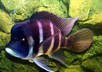 identify the species of freshwater fish you have in your aquarium