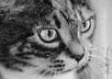 draw a Charcoal Portrait of You or your Pet