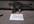 record my cats chasing laser dot with a message of your choice
