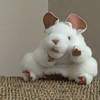 mundiethemouse