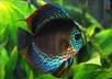 send you my Ultimate Discus Fish Guide