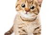 record, with Kitty, my animated cartoon cat, your advertisement, personal message or cute movie small1
