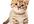 record, with Kitty, my animated cartoon cat, your advertisement, personal message or cute movie