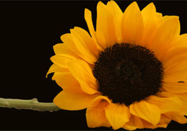 send you my original photograph of a sunflower big1