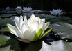 do distant Reiki healing session for you small1